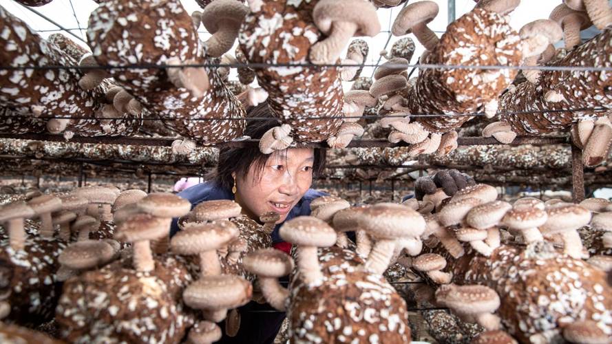 香菇人工种植技术视频-图3 香菇人工种植技术视频-图3
