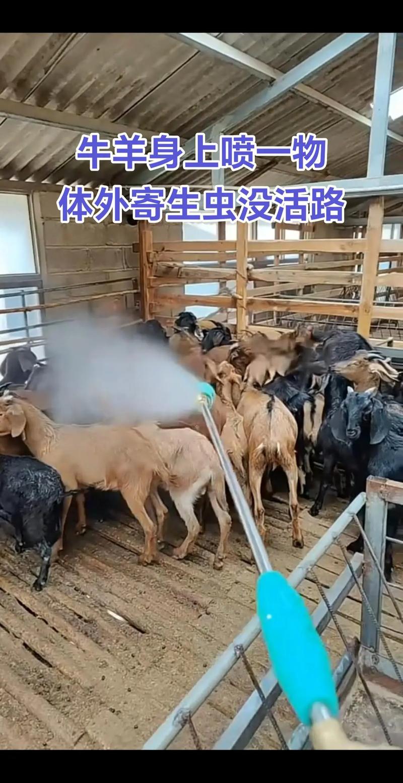 最新养羊技术视频，如何高效掌握关键技巧？-图1