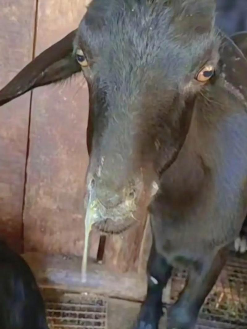 最新养羊技术视频，如何高效掌握关键技巧？-图3