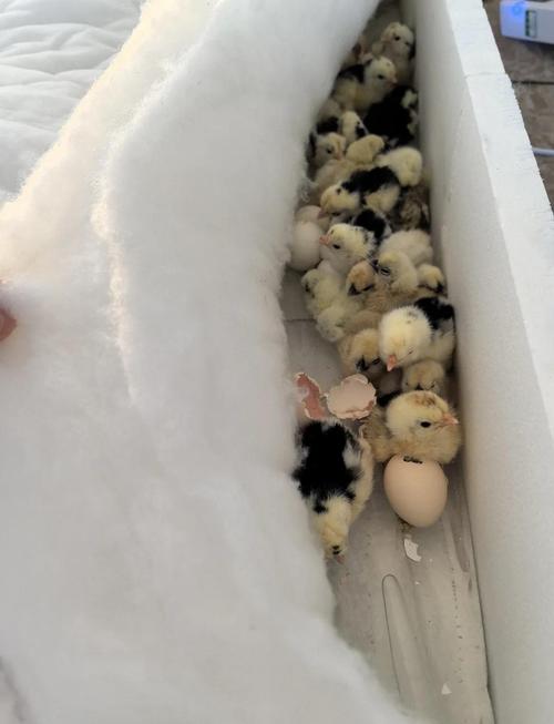 农村水袋孵化鸡蛋技术-图2 农村水袋孵化鸡蛋技术-图2