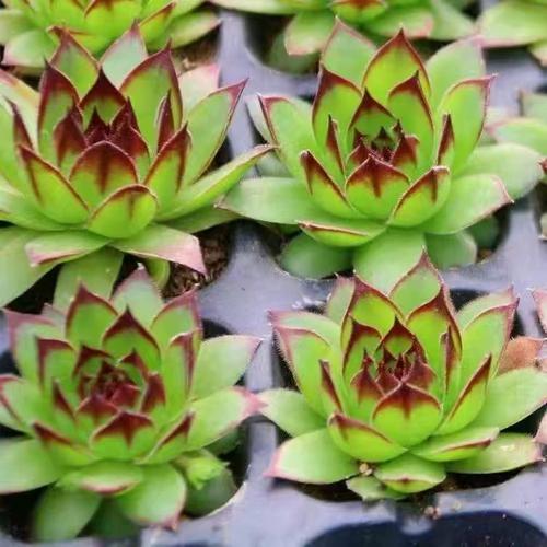 多肉常见的长生草品种-图3