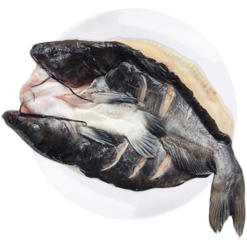 江苏鮰鱼产业技术专家有何创新突破？-图2