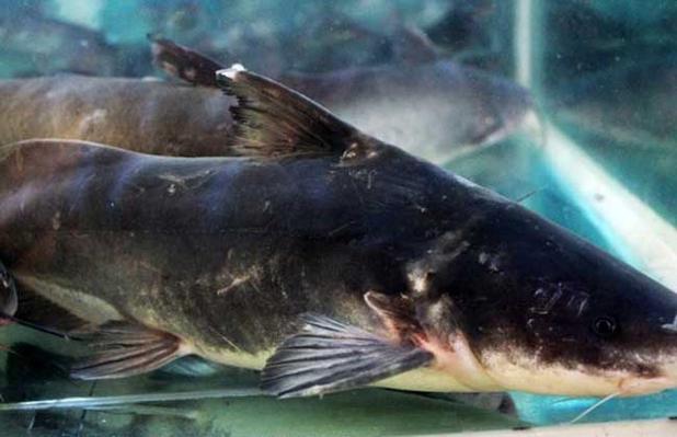 江苏鮰鱼产业技术专家有何创新突破?-图1 江苏鮰鱼产业技术专家有何创新突破?-图1