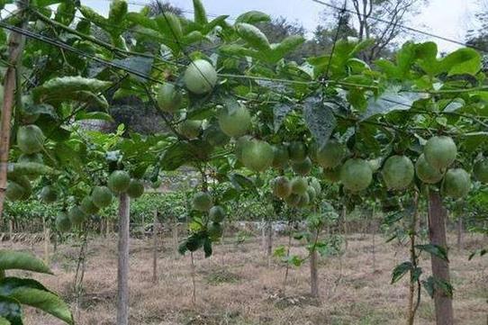 西番莲病虫害防治技术-图2 西番莲病虫害防治技术-图2