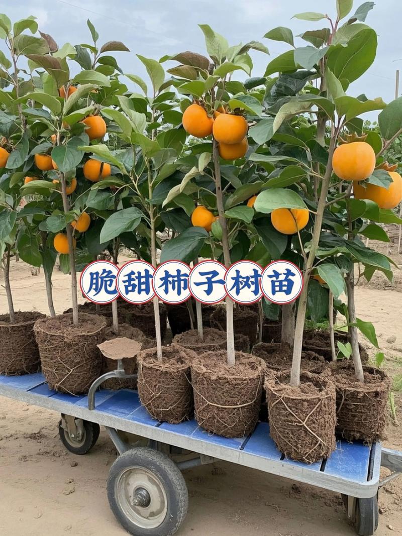 新品种水果树苗有什么-图1