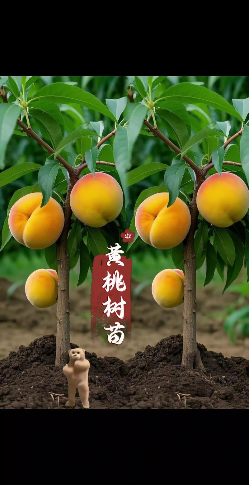 新品种水果树苗有什么-图2