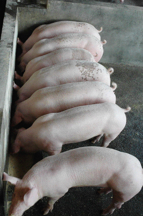 内三元猪包括培育品种-图2