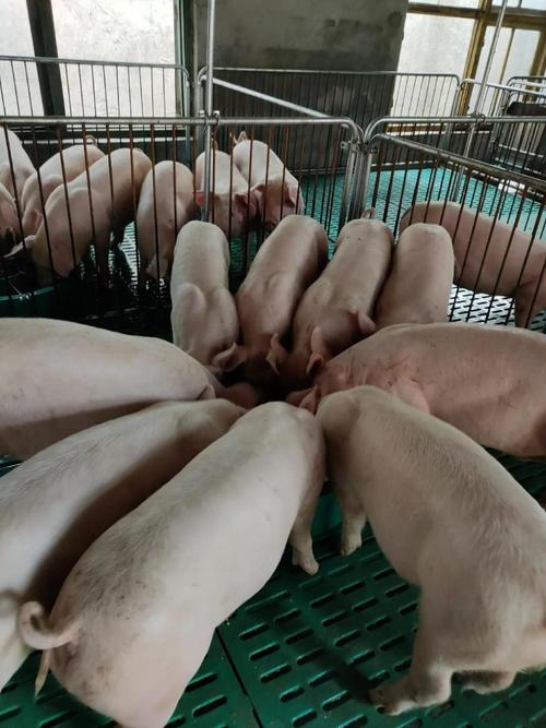 内三元猪包括培育品种-图3