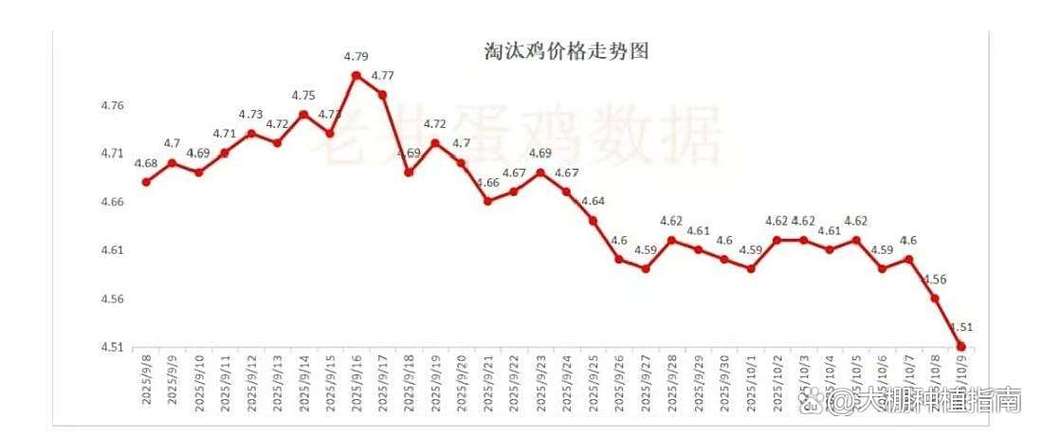蛋鸡价格淘汰鸡价格行情-图3