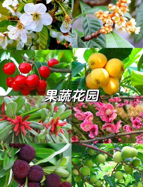 最新果树品种有哪些?-图1 最新果树品种有哪些?-图1
