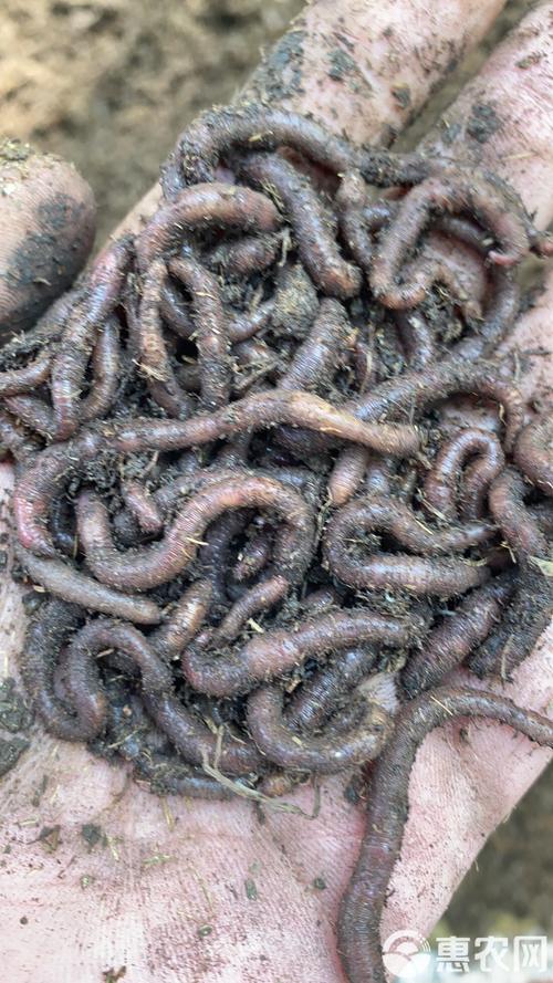 台湾培育出新品种蚯蚓-图2 台湾培育出新品种蚯蚓-图2