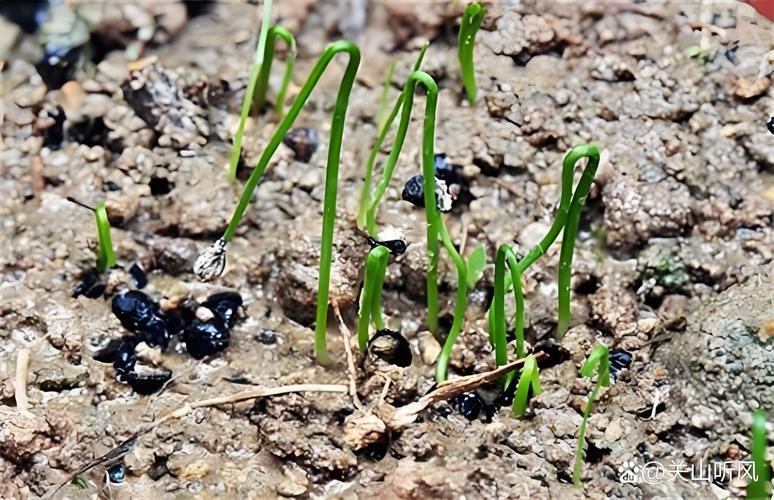 韭菜籽怎么种?视频教你关键技巧!-图1 韭菜籽怎么种?视频教你关键技巧!-图1