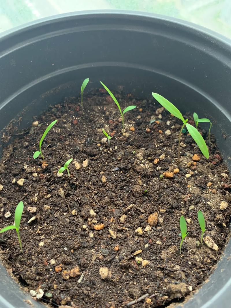 韭菜籽怎么种?视频教你关键技巧!-图2 韭菜籽怎么种?视频教你关键技巧!-图2