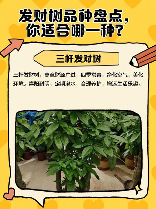 f发财树的品种有多少-图2 f发财树的品种有多少-图2
