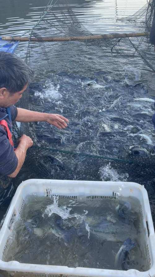 淡水鲈鱼网箱养殖技术-图2 淡水鲈鱼网箱养殖技术-图2