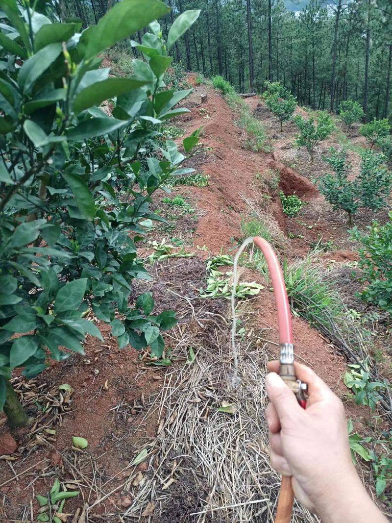 脐橙幼苗种植视频，关键技术有哪些？-图3
