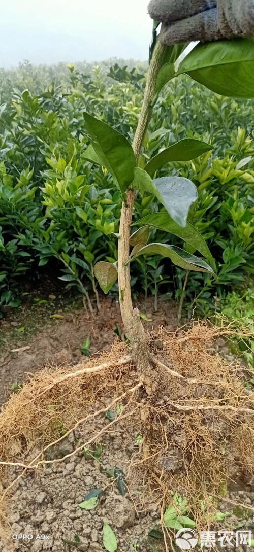 脐橙幼苗种植视频，关键技术有哪些？-图2