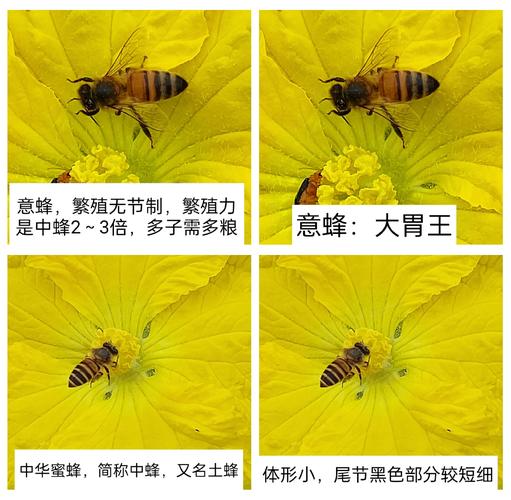 意蜂的优良品种有多少-图1 意蜂的优良品种有多少-图1