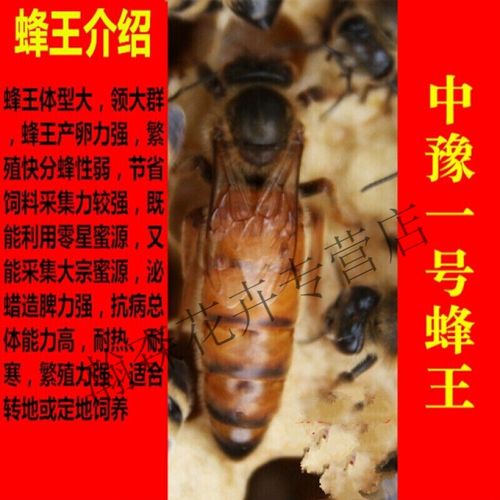 意蜂的优良品种有多少-图3 意蜂的优良品种有多少-图3