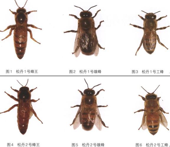 意蜂的优良品种有多少-图2 意蜂的优良品种有多少-图2