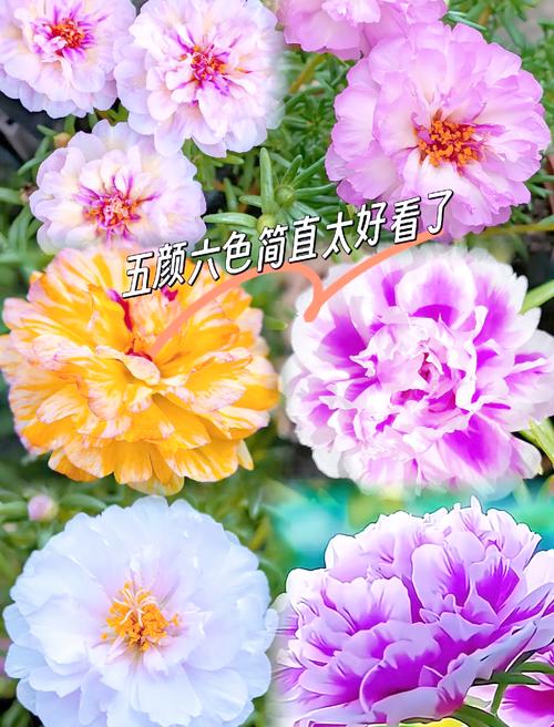 哪些植物能四季开花,品种有哪些?-图2 哪些植物能四季开花,品种有哪些?-图2