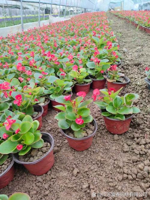 哪些植物能四季开花,品种有哪些?-图3 哪些植物能四季开花,品种有哪些?-图3