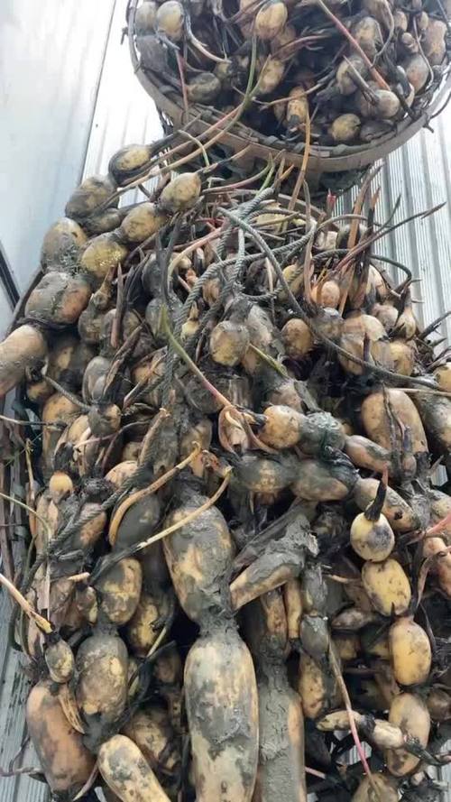 湖北农科院莲藕新品种-图2 湖北农科院莲藕新品种-图2