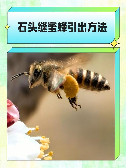 中蜂繁殖技术如何高效提升？-图2