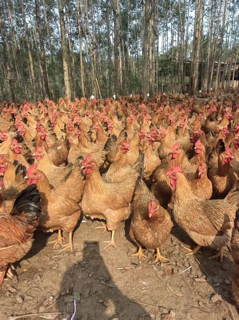 农广天地鸡的地方品种-图3 农广天地鸡的地方品种-图3