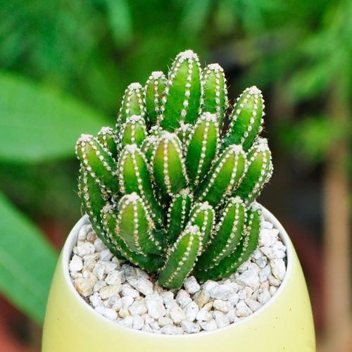 哪种仙人掌品种刺少？-图3