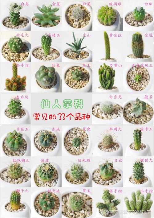 哪种仙人掌品种刺少？-图2