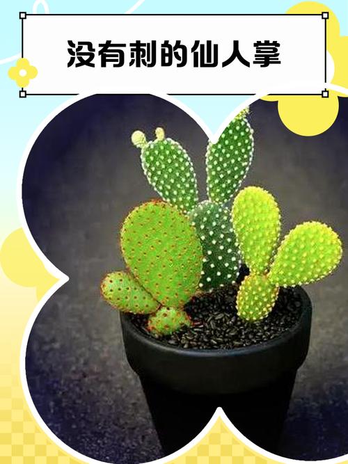 哪种仙人掌品种刺少？-图1