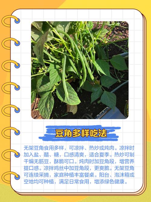 泰国无架豆角怎么种？高产技术有哪些？-图3