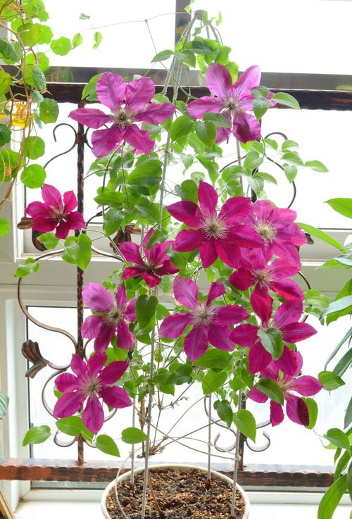 铁线莲哪些品种比较好养?-图1 铁线莲哪些品种比较好养?-图1