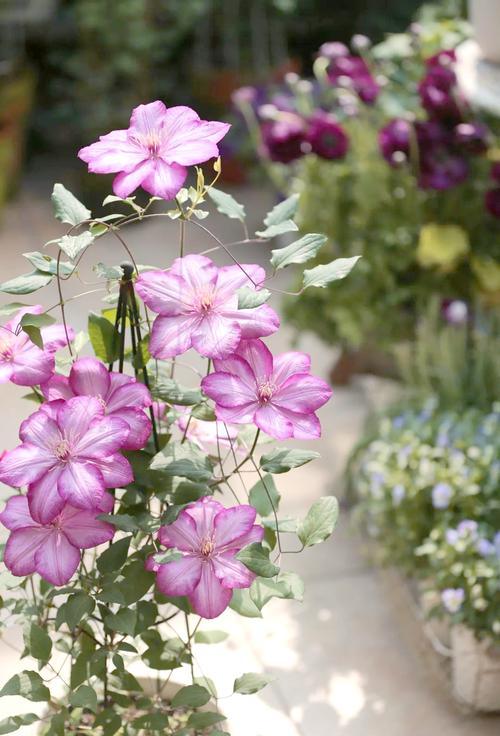 铁线莲哪些品种比较好养?-图3 铁线莲哪些品种比较好养?-图3