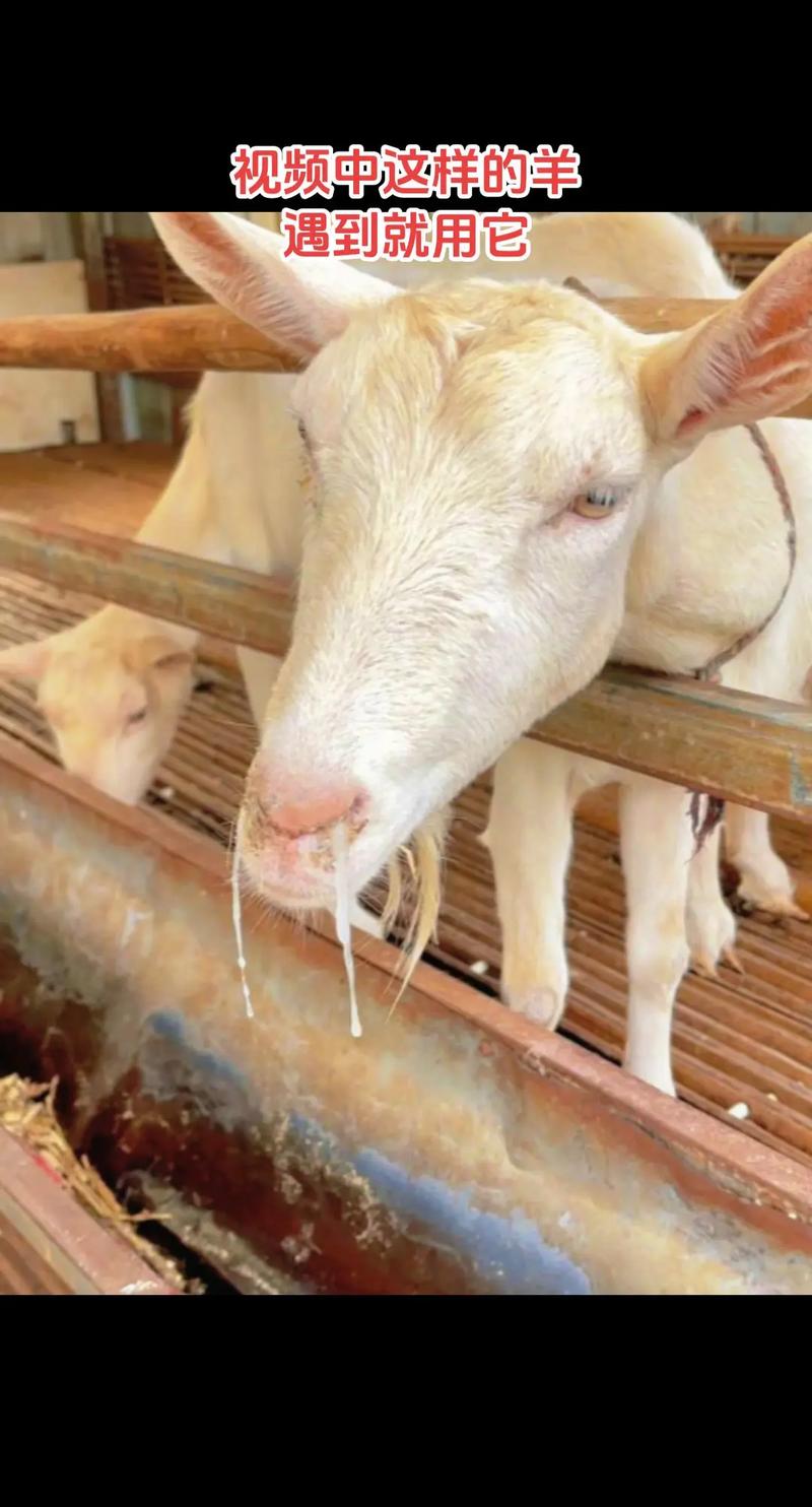 每日农经养羊技术视频，养羊关键技术有哪些？-图1