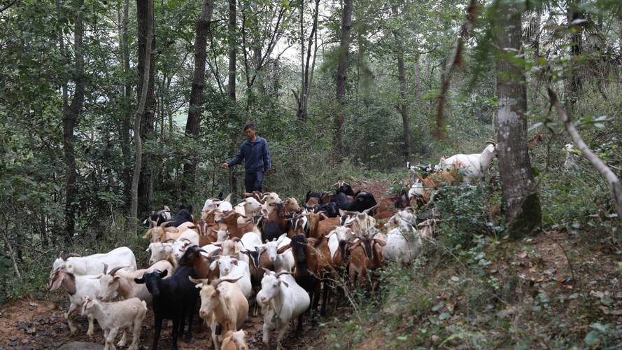 每日农经养羊技术视频，养羊关键技术有哪些？-图2