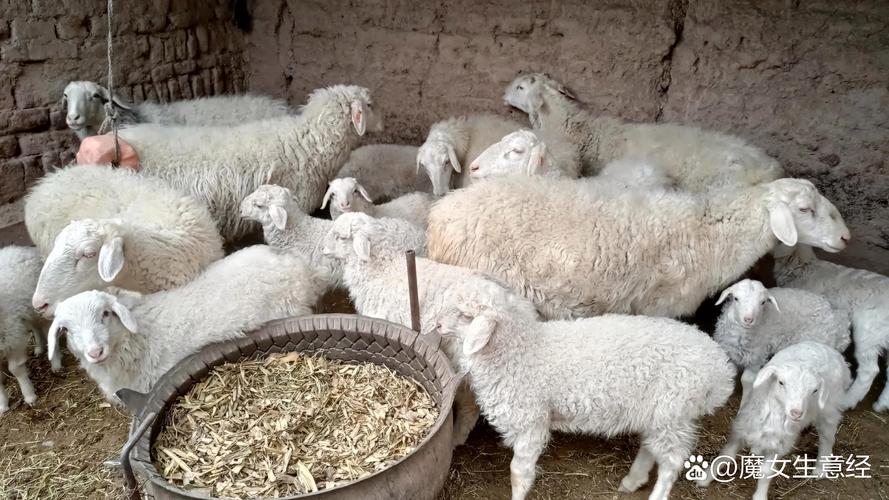 每日农经养羊技术视频，养羊关键技术有哪些？-图3