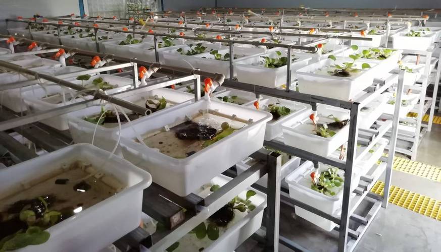 黄鳝养殖技术与行情,前景如何?-图1 黄鳝养殖技术与行情,前景如何?-图1