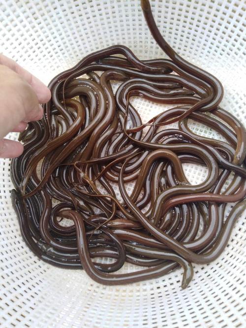 黄鳝养殖技术与行情，前景如何？-图3