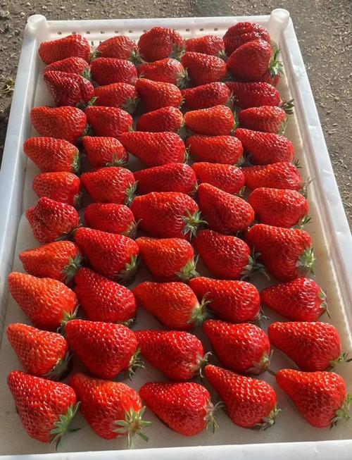 农广天地致富技术草莓-图3 农广天地致富技术草莓-图3