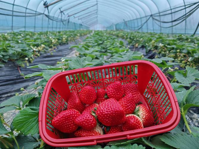 农广天地致富技术草莓-图2 农广天地致富技术草莓-图2