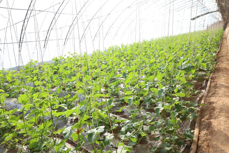 大棚甜瓜苗期管理，关键点有哪些？-图3