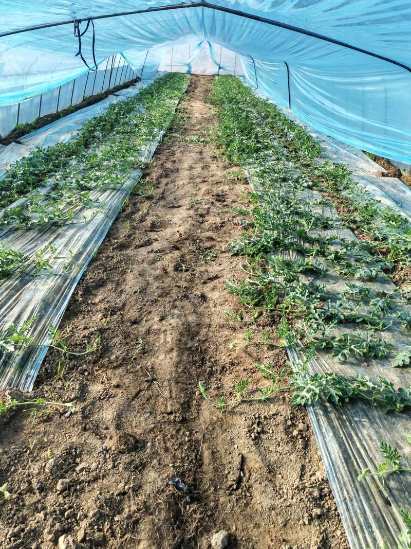 大棚甜瓜苗期管理，关键点有哪些？-图2