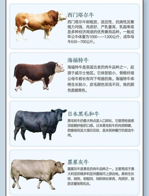肉牛品种好坏，看啥指标最关键？-图1