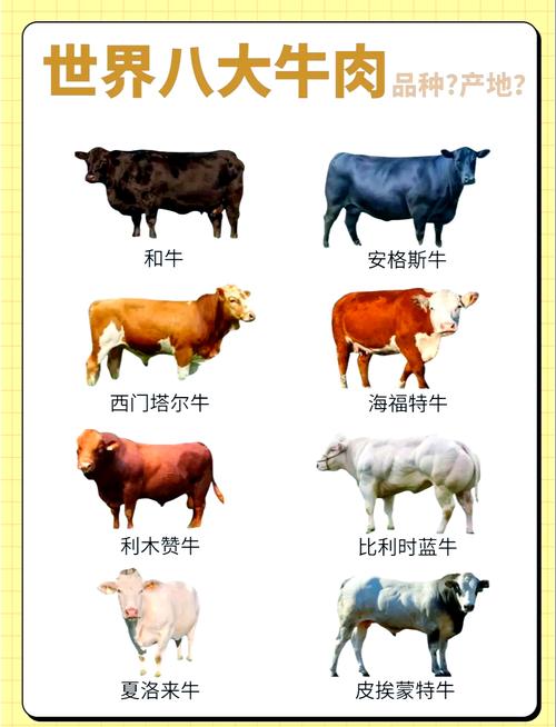 肉牛品种好坏，看啥指标最关键？-图2