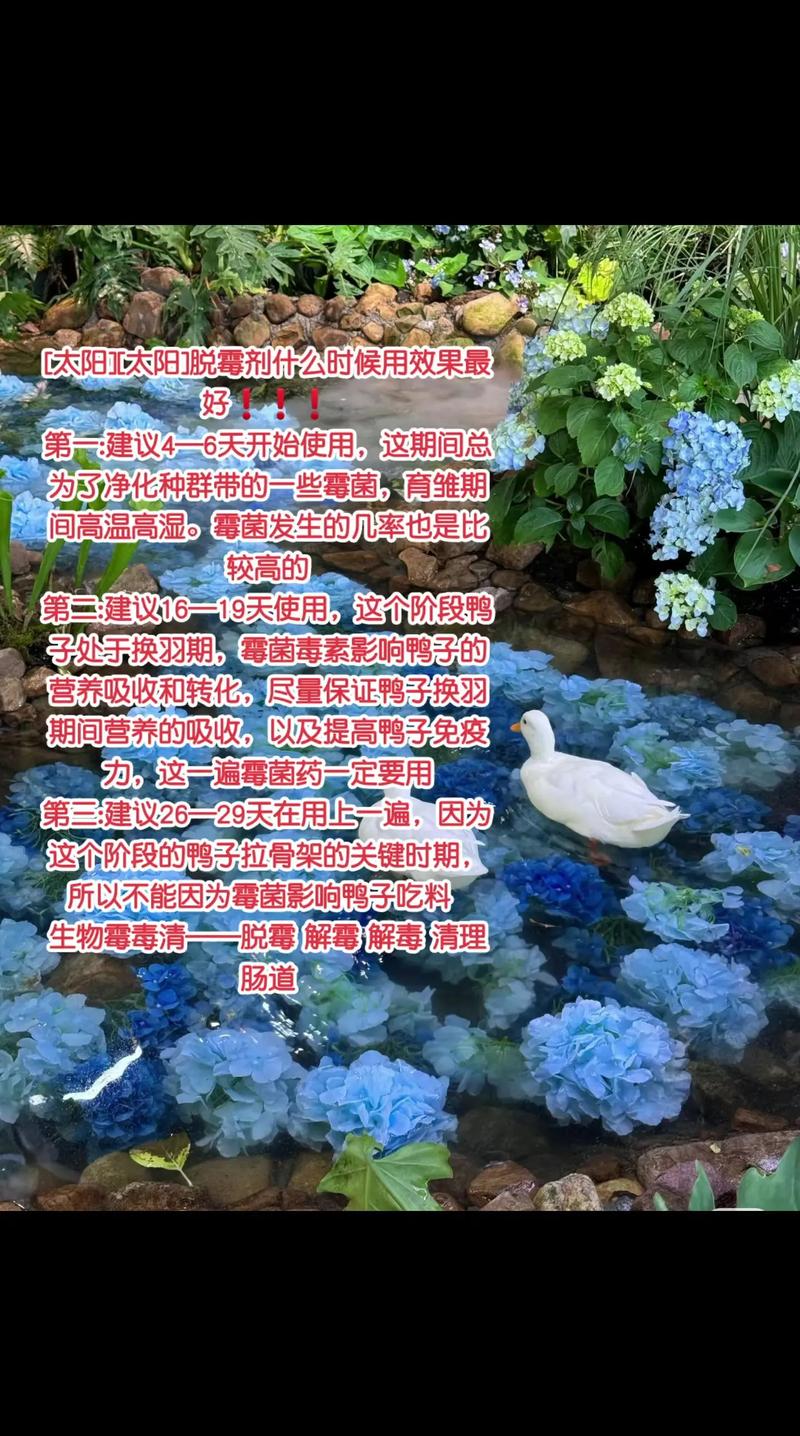 网上养肉鸭,技术要点有哪些?-图1 网上养肉鸭,技术要点有哪些?-图1