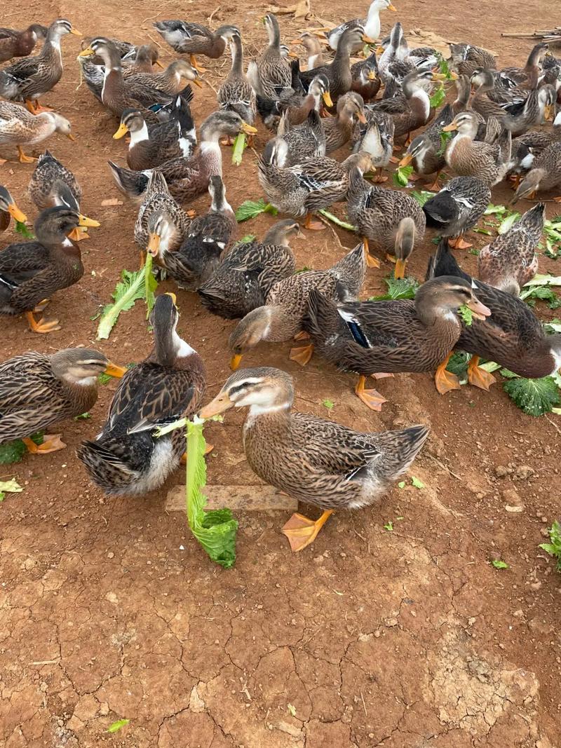 网上养肉鸭，技术要点有哪些？-图2