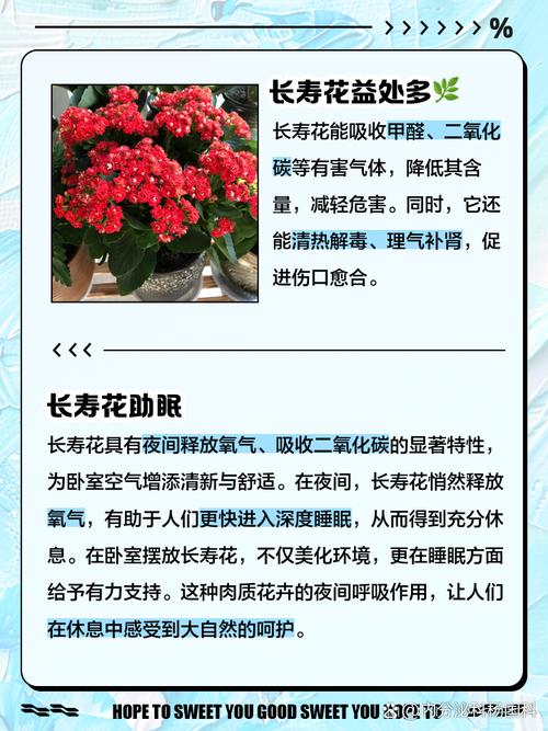 长寿花新品种有哪些?名称图片速览!-图2 长寿花新品种有哪些?名称图片速览!-图2