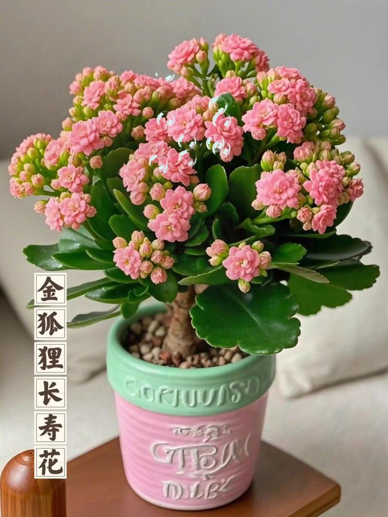 长寿花新品种有哪些?名称图片速览!-图3 长寿花新品种有哪些?名称图片速览!-图3